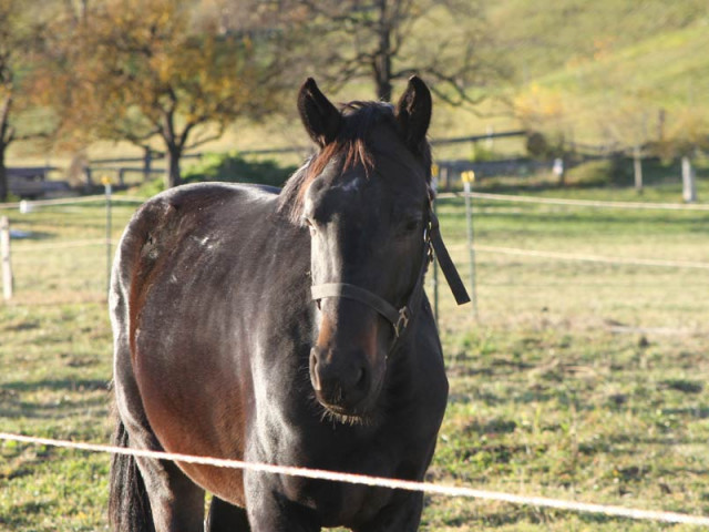 Reitanlage Jodlgut in Salzburg