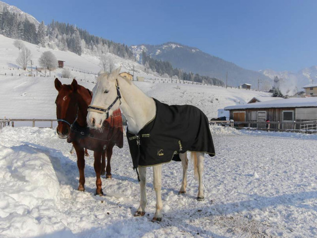 Reitanlage Jodlgut in Salzburg