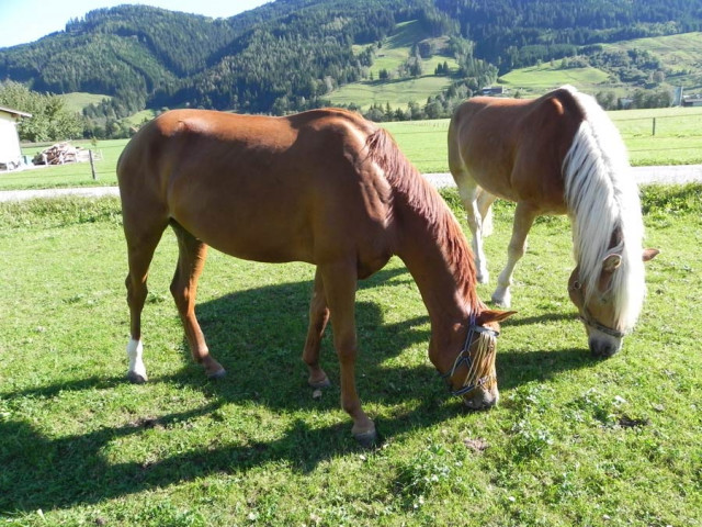 Reitanlage Jodlgut in Salzburg