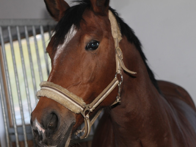 Reitanlage Jodlgut in Salzburg