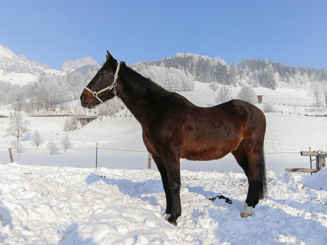 Reitanlage Jodlgut in Salzburg
