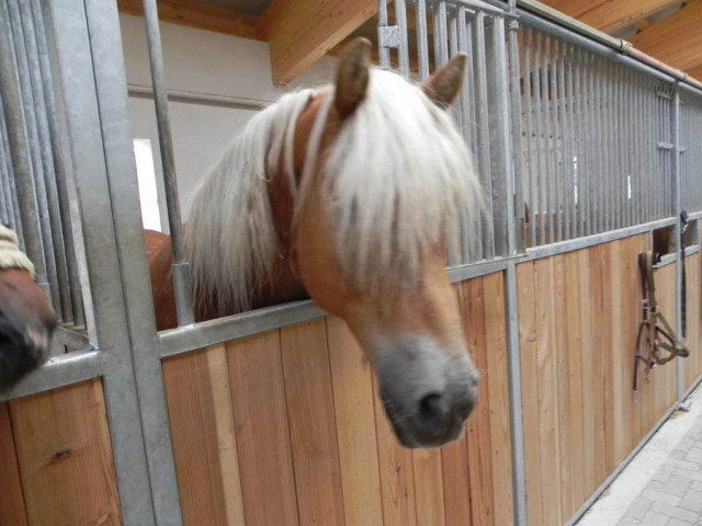 Reitanlage Jodlgut in Salzburg