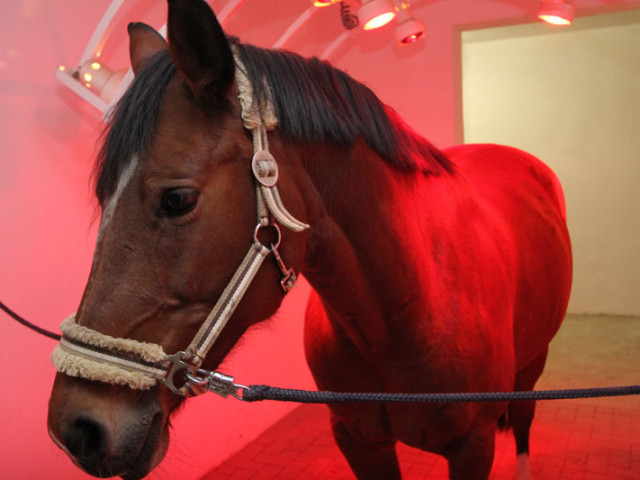 Reitanlage Jodlgut in Salzburg