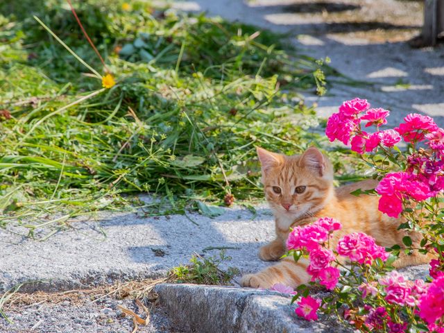 Familienbauernhof Griesbichlhof im Grossarltal